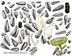 瓜子手绘素材