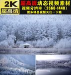 冬天雪景雪松下雪雪林雪山视频