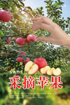 采摘苹果海报