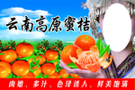 云南蜜桔