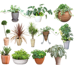 室内绿植  盆栽 植物 常春藤