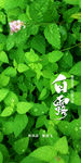 白露节气