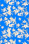 手绘花