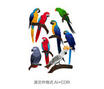 彩色鹦鹉设计