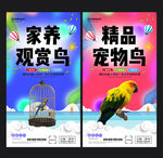 宠物鸟