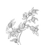 线条花朵元素