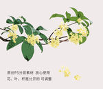 桂花