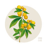 手绘枇杷