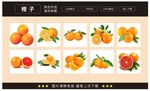 橙子素材