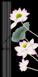 抽象荷花