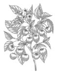 樱桃素描线描白描手绘插画