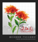 藏红花叶子植物图