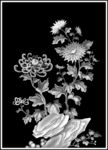 菊花灰度图
