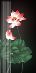 工笔荷花