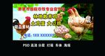 散养大公鸡
