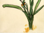国画水仙花