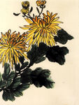 水墨菊花