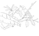 花鸟