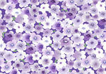 大牌 紫色小花