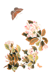 蝴蝶花