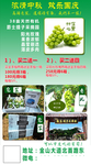 阳光玫瑰海报