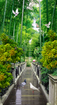风景 竹林鸽子桥玄关 高清图