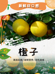 橙子