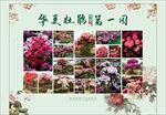 杜鹃花展板