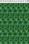 绿色植物 植物装饰 绿叶 热带