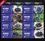 蓝莓