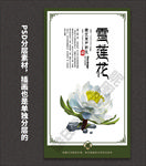 雪莲花