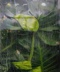 绿色植物背景