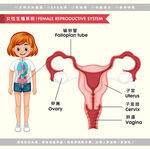 医学女性生殖系统解剖图