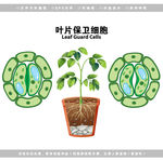 生物叶片保卫细胞