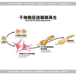 医学干细胞髓磷脂解剖图
