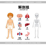 医学人体肱骨解剖图