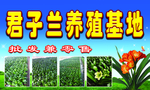 君子兰养殖基地牌