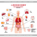医学人体器官解剖图