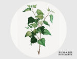 手绘白桦树植物插画