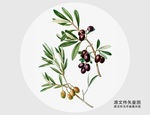 手绘橄榄树枝插画
