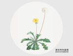 手绘盛开的蒲公英插画