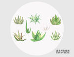 手绘植物芦荟插画