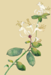 插画-金银花