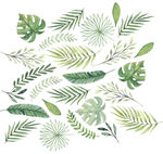 绿色手绘植物