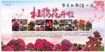 杜鹃花开了