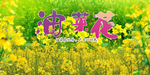 油菜花展板