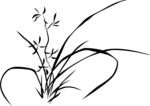 兰花 矢量图