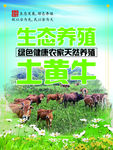 生态养殖土黄牛