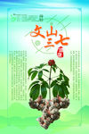 文山三七