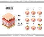 医疗皮肤层解剖图